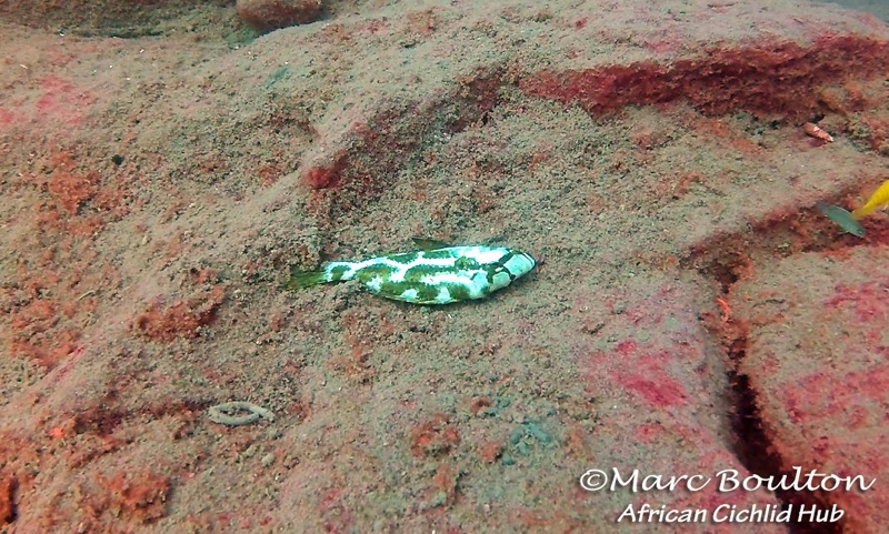 Nimbochromis livingstonii 'Lion's Cove'